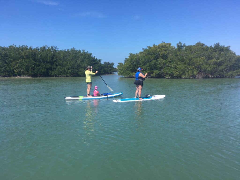 mangrove paddle boarding - image