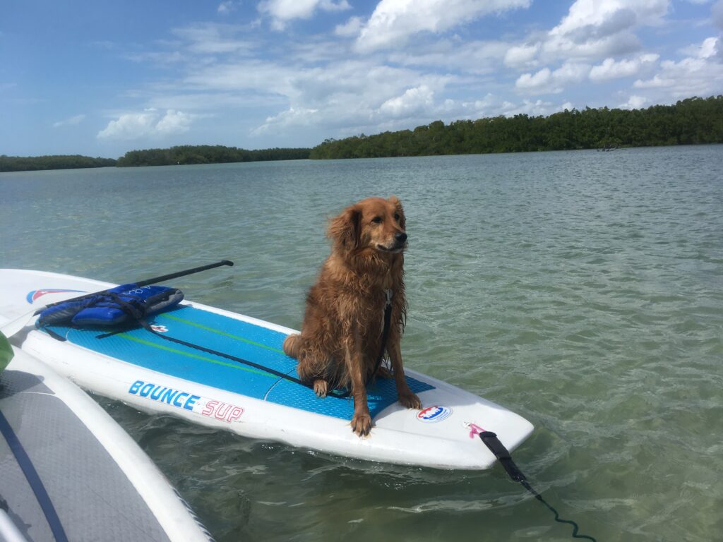jack the dog paddle boarding - image