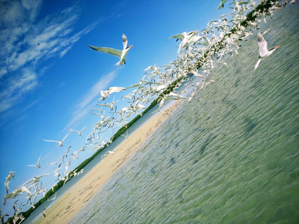 Terns flying over sand bar - image