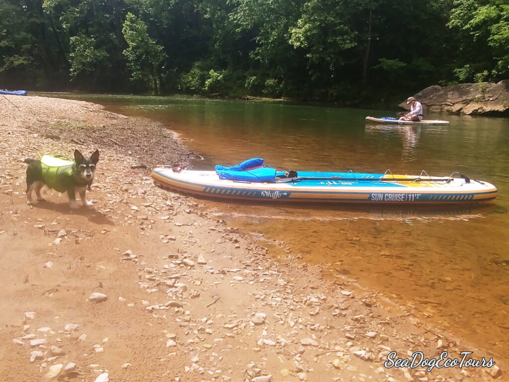 Rustralian Terrier Brody on Board enjoying the Kings River